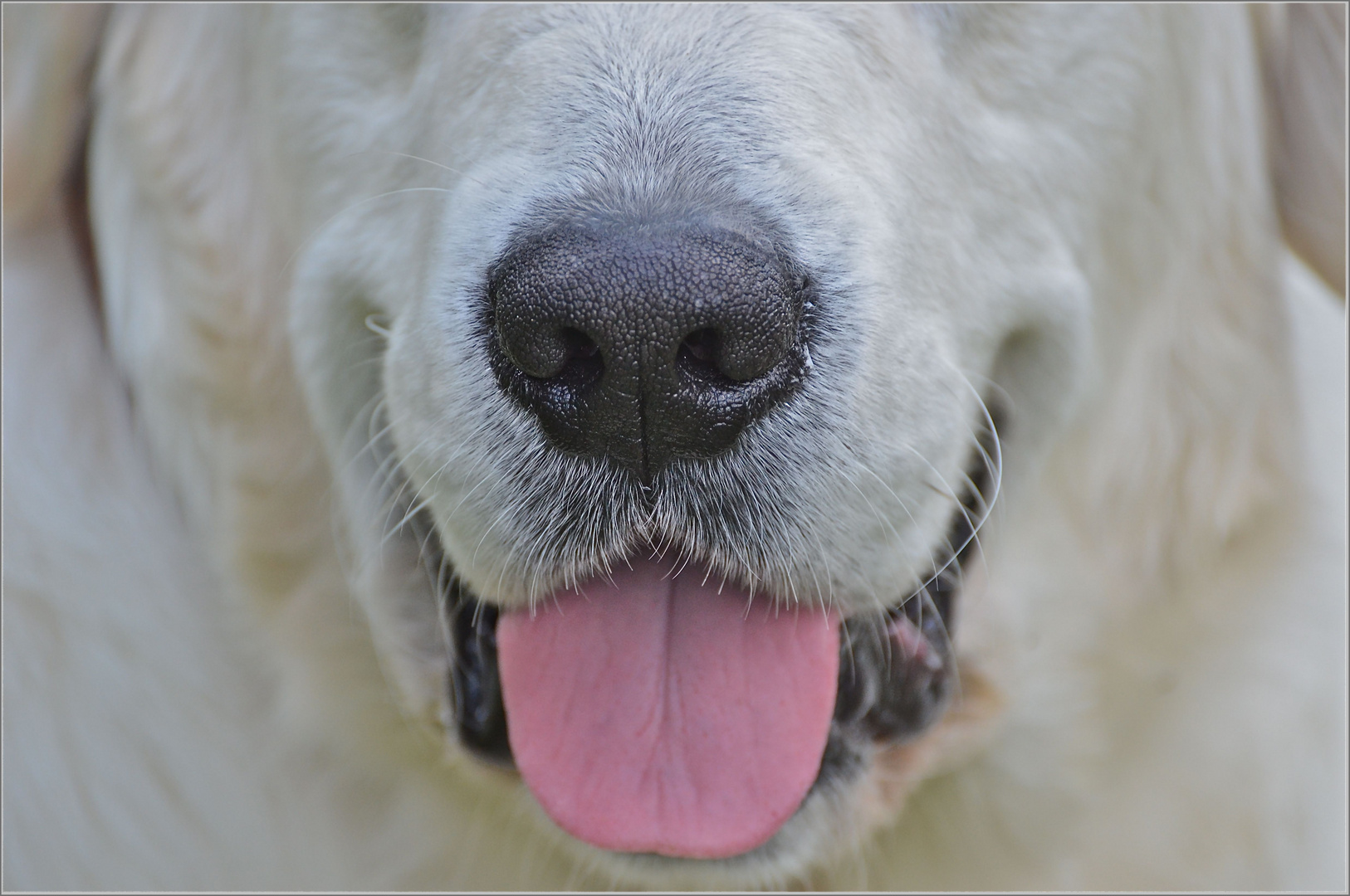 GOLDEN RETRIEVER