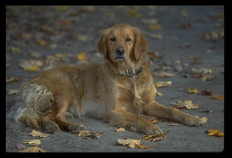 Golden Retriever