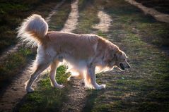 Golden Retriever  - "Alte Bult"/Hannover