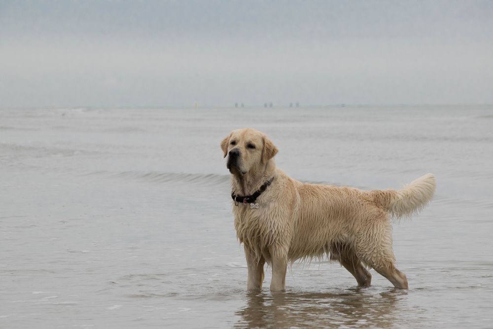 Golden Retriever am Meer 2