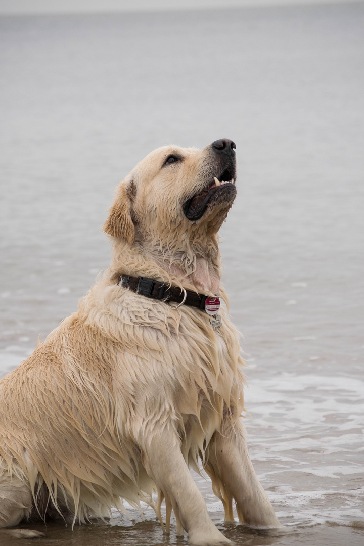 Golden Retriever am Meer