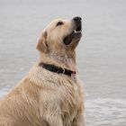 Golden Retriever am Meer