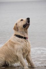 Golden Retriever am Meer