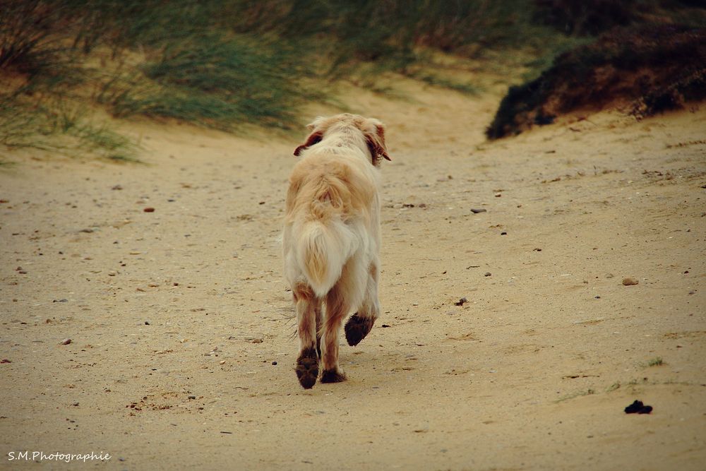 Golden Retriever am Strand