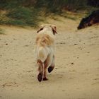 Golden Retriever am Strand