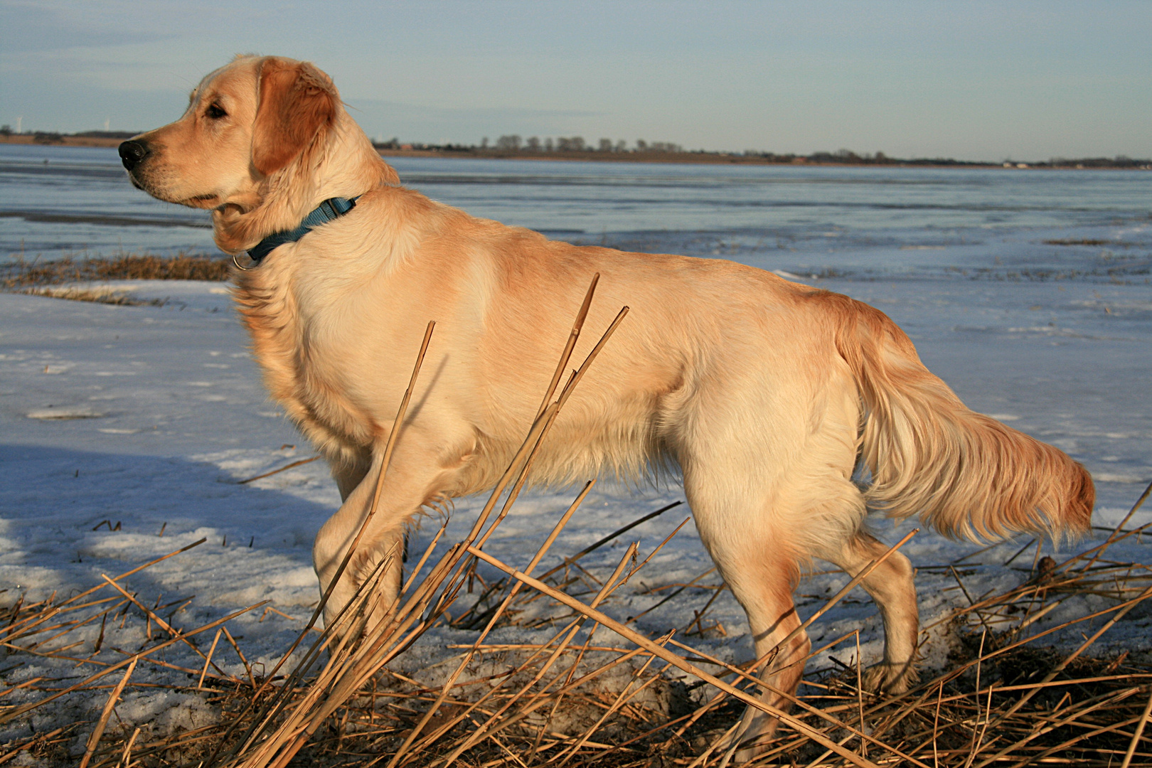 Golden Retriever am Strand