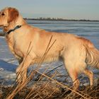 Golden Retriever am Strand