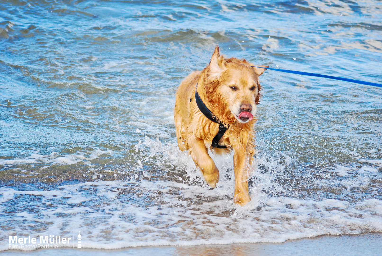 Golden Retriever an der Ostsee!