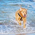 Golden Retriever an der Ostsee!