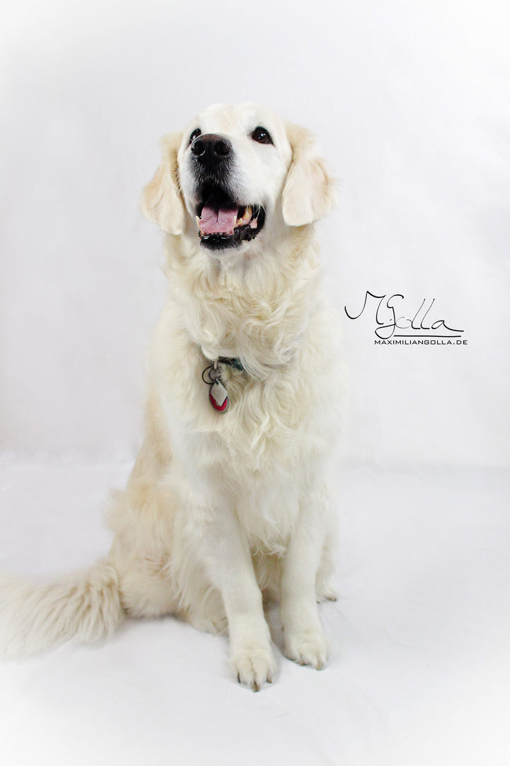 Golden Retriever "Antje" im Studio