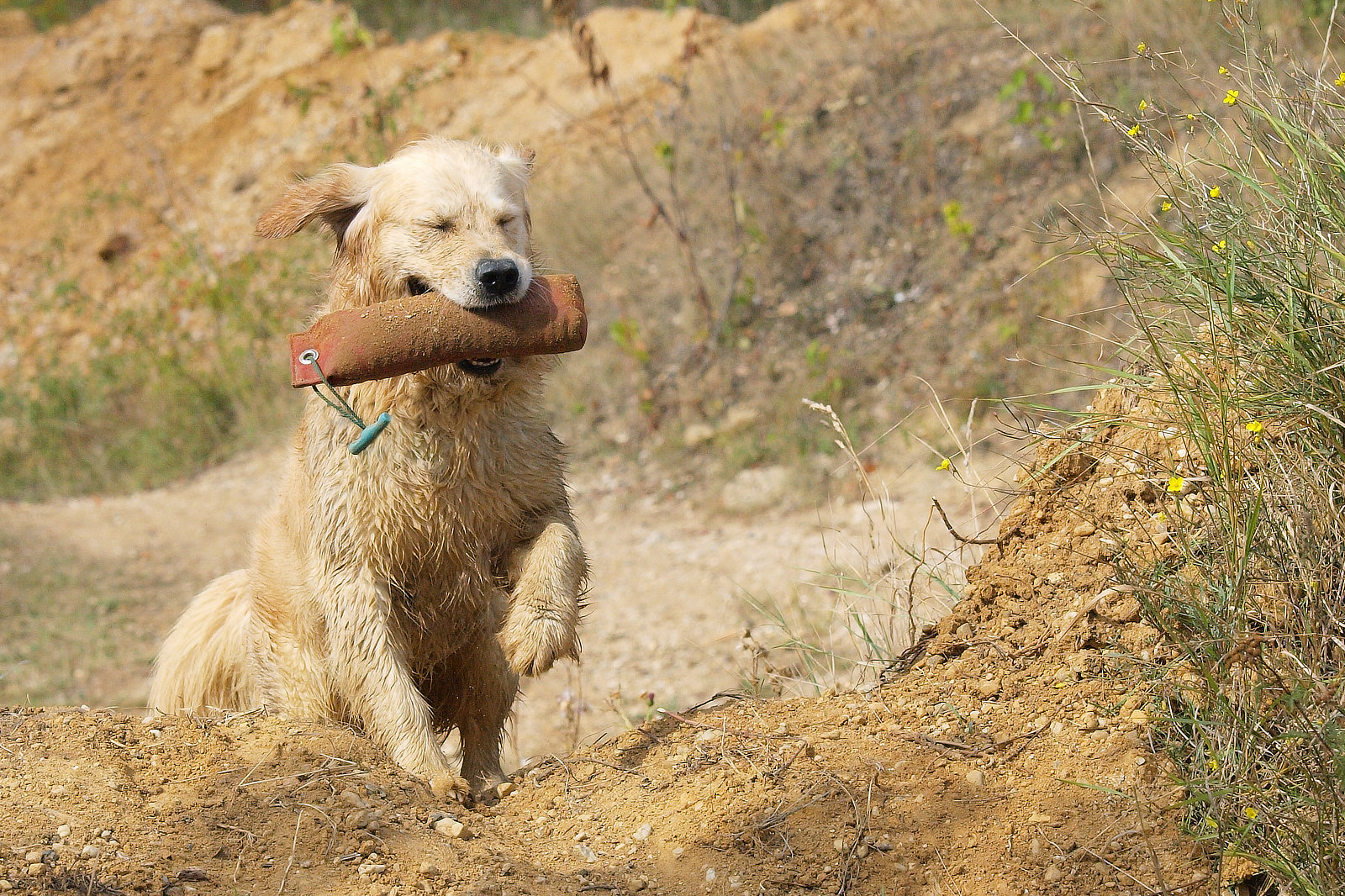 Golden Retriever Apport