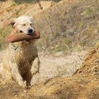 Golden Retriever Apport