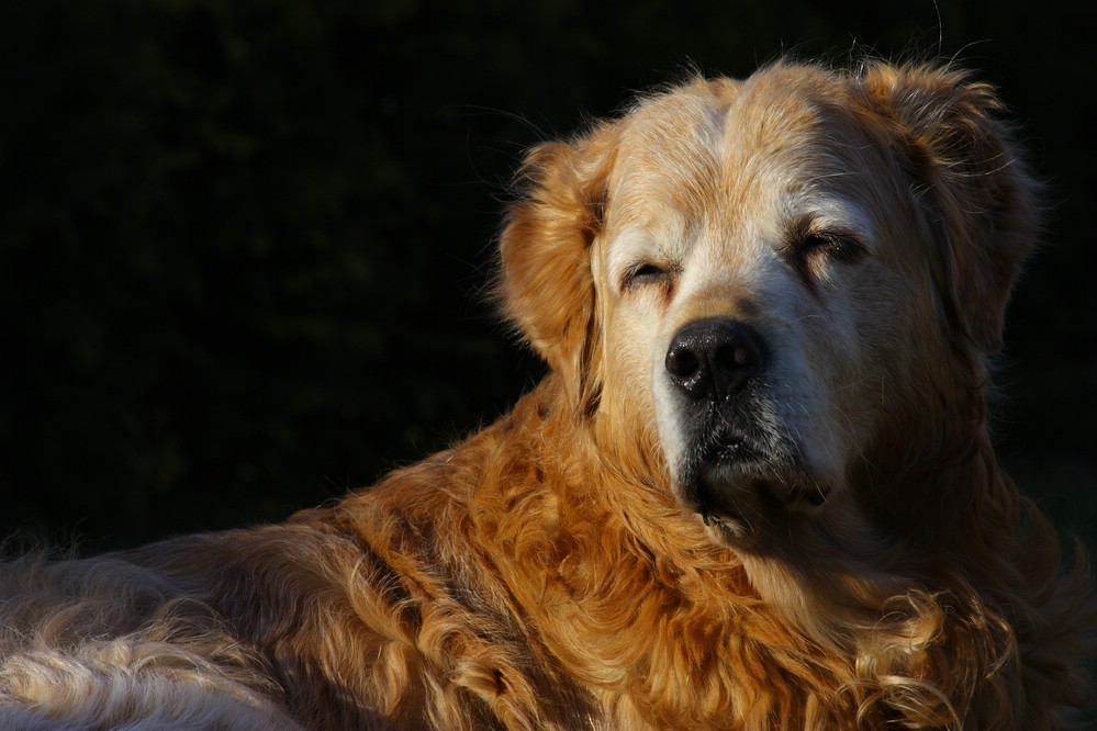 Golden Retriever Arthos - Genügsamkeit im Alter