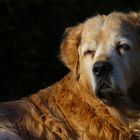 Golden Retriever Arthos - Genügsamkeit im Alter