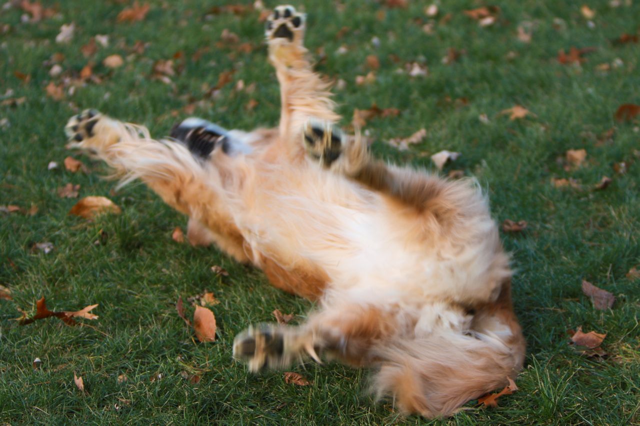 Golden Retriever at play