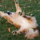 Golden Retriever at play