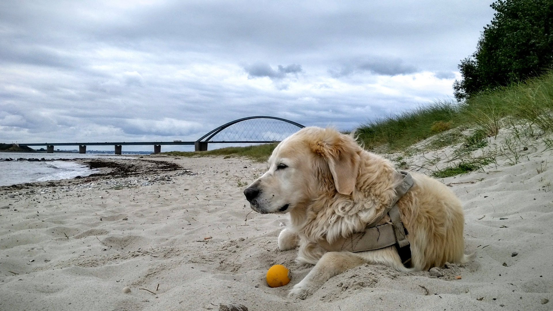 Golden Retriever auf Fehmarn