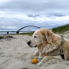 Golden Retriever auf Fehmarn