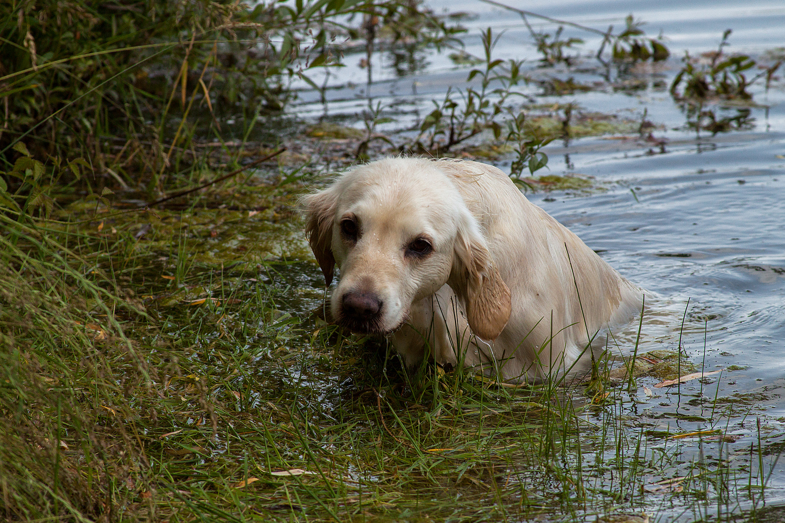 Golden Retriever - Aufgetaucht