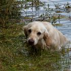 Golden Retriever - Aufgetaucht