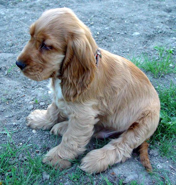 Golden Retriever Baby