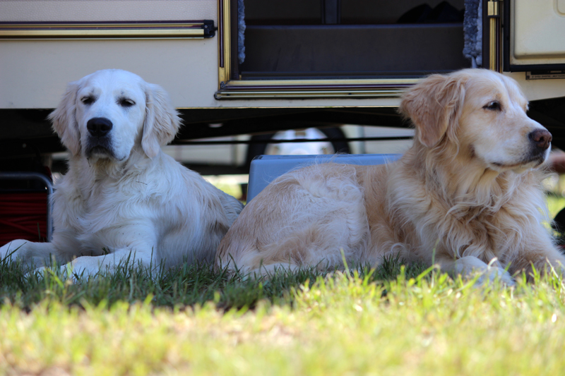 Golden Retriever beim Camping