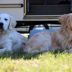 Golden Retriever beim Camping