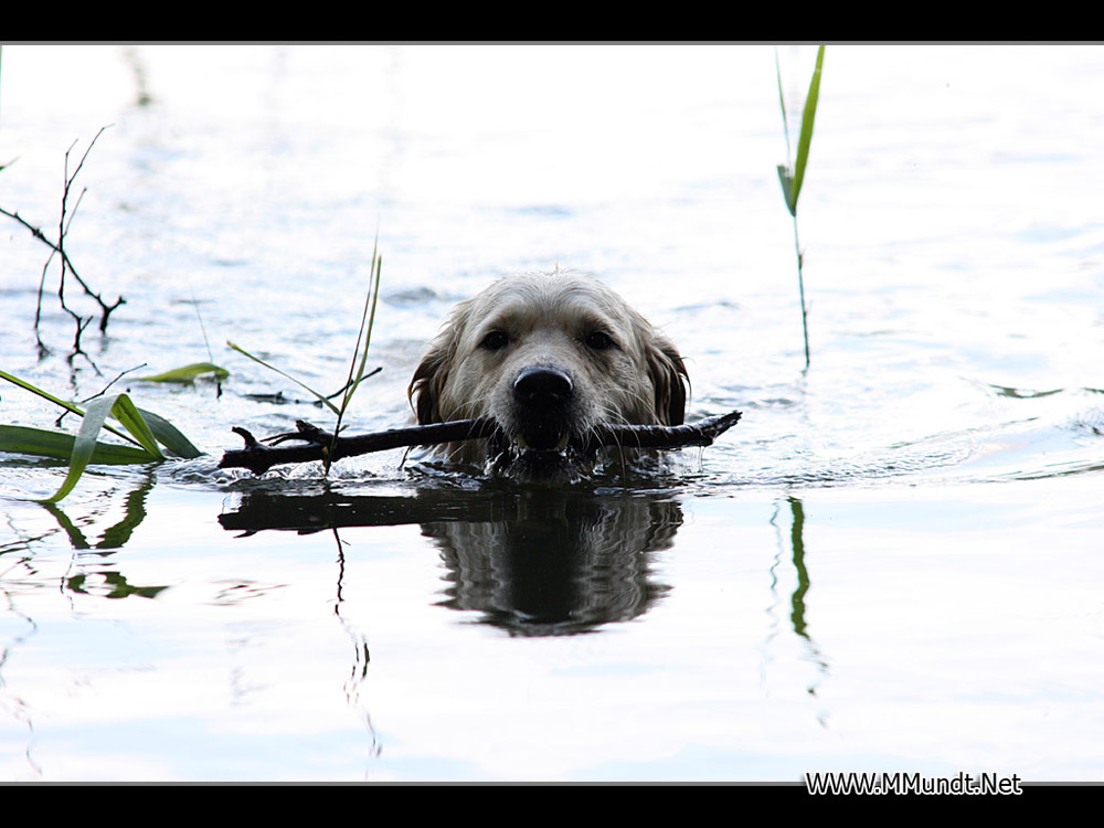 Golden Retriever beim Schwimmen