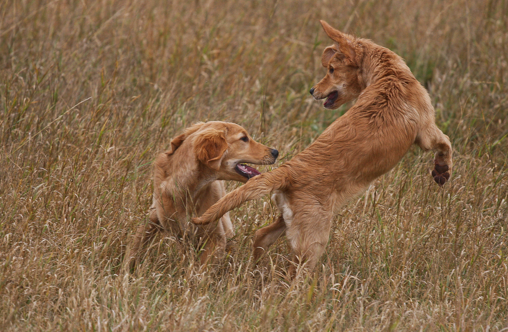 Golden Retriever Beim Tanz Foto Bild Tiere Haustiere Hunde Bilder Auf Fotocommunity