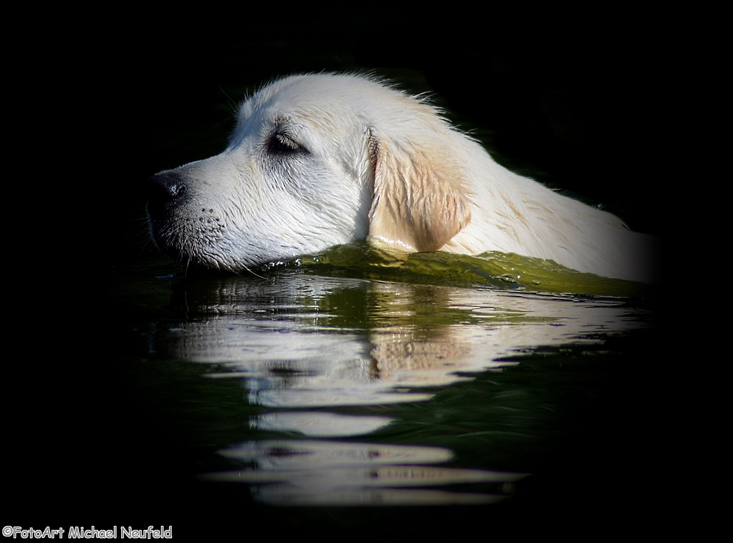 Golden Retriever beim Wasserapport