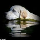 Golden Retriever beim Wasserapport