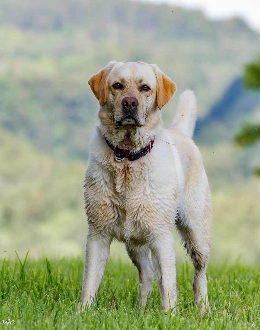 Golden Retriever Beni