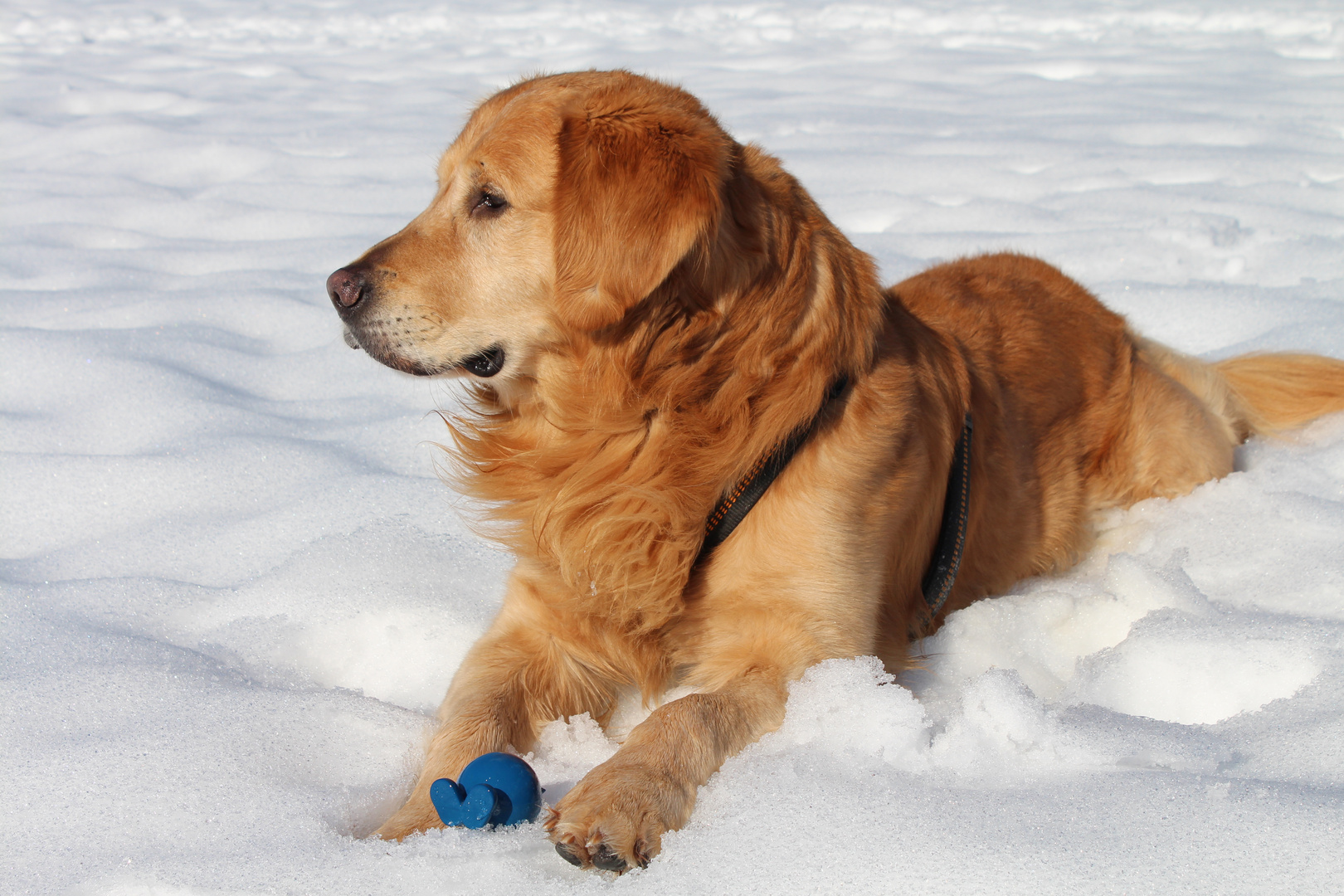 Golden Retriever "Benny"