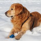 Golden Retriever "Benny"