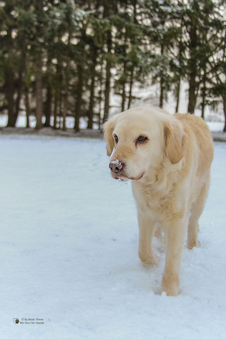 Golden Retriever - Bergauf