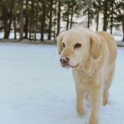 Golden Retriever - Bergauf