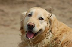 Golden Retriever..