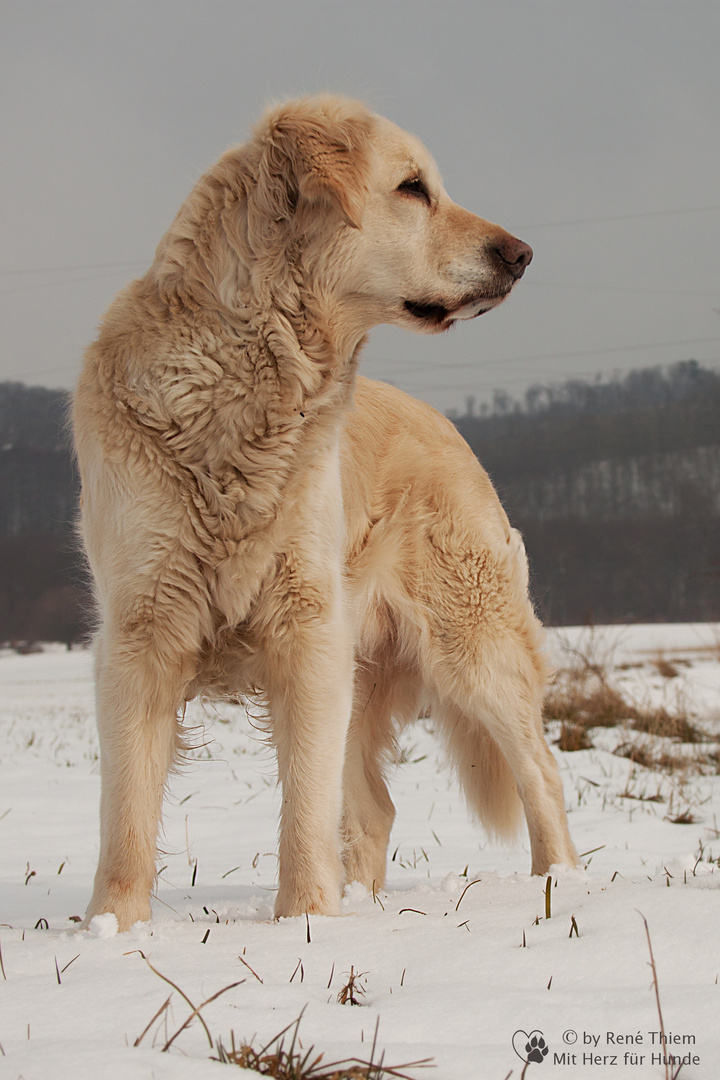 Golden Retriever - Blick in die Ferne