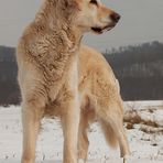 Golden Retriever - Blick in die Ferne