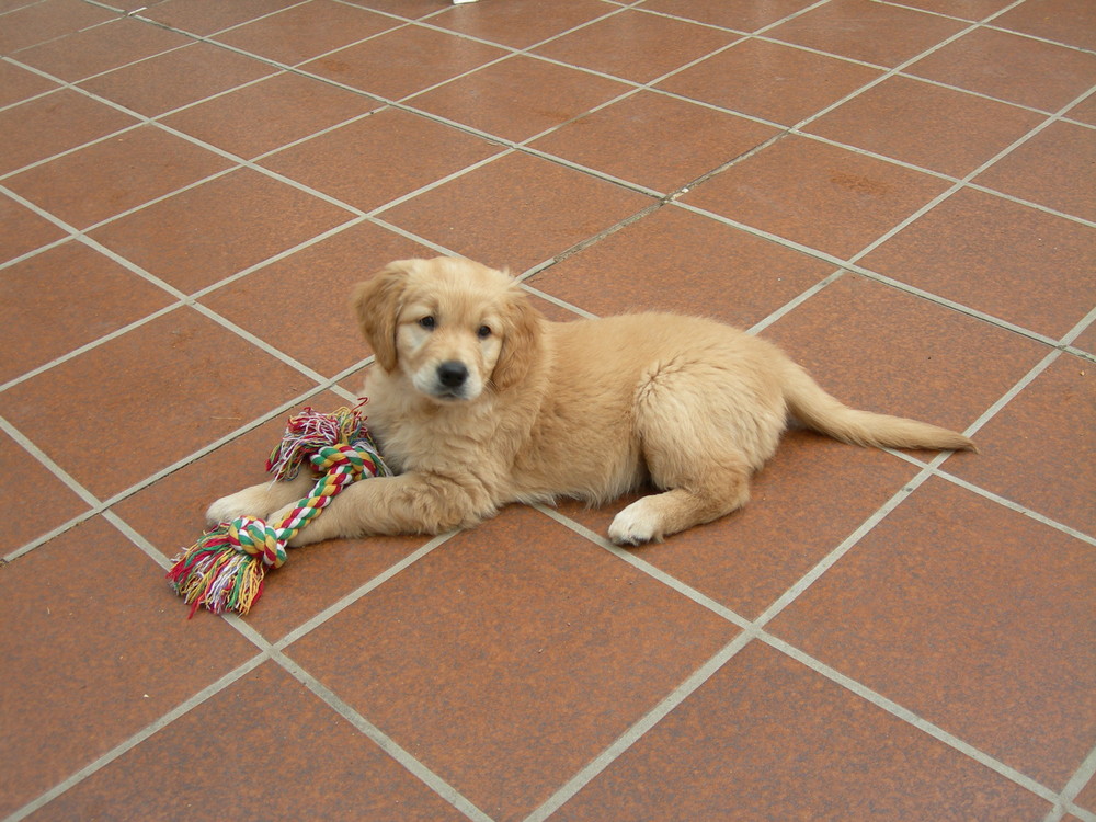 GOLDEN RETRIEVER