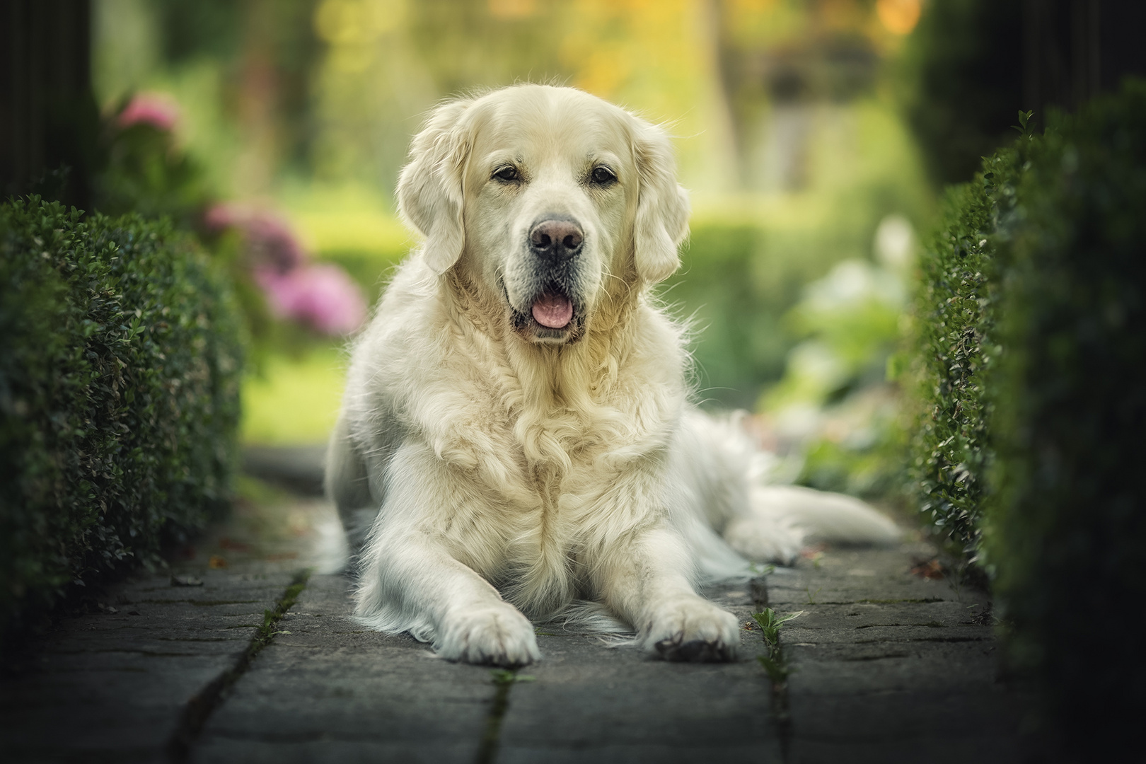 golden retriever