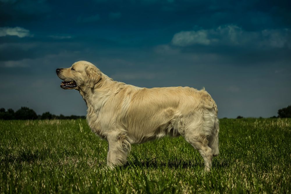 Golden Retriever