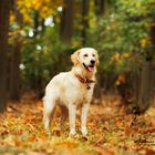 Golden Retriever Cyahra