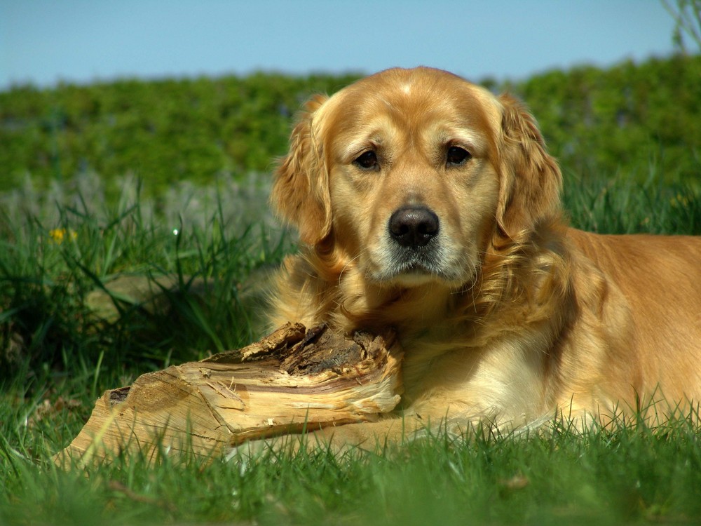 Golden Retriever