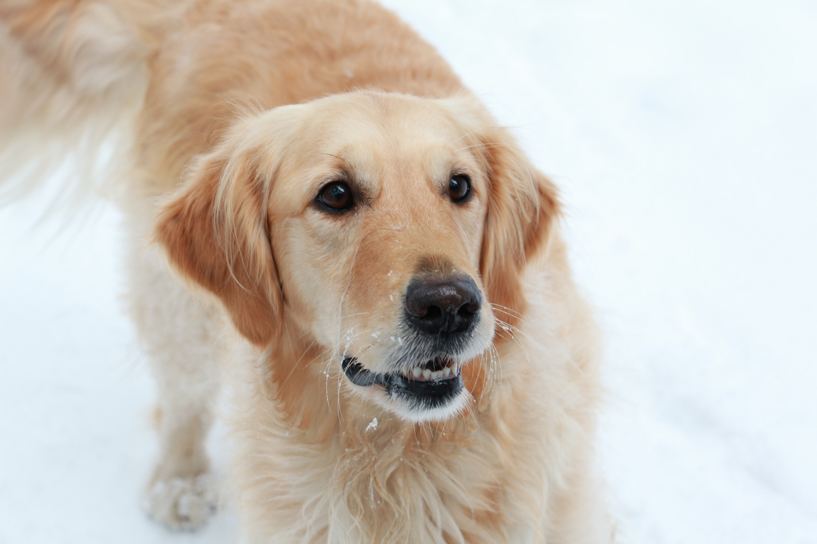 Golden Retriever 