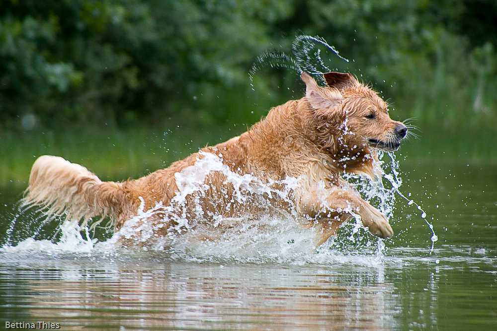 Golden Retriever ....