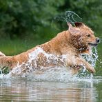 Golden Retriever ....