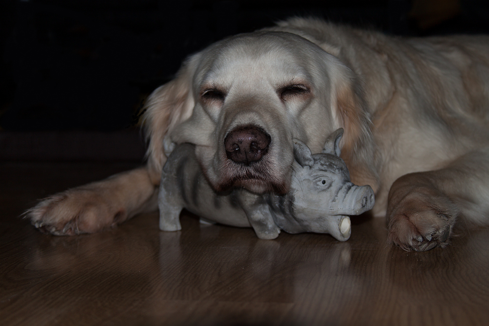 Golden Retriever - Den inneren Schweinehund besiegen, oder doch lieber chillen ?