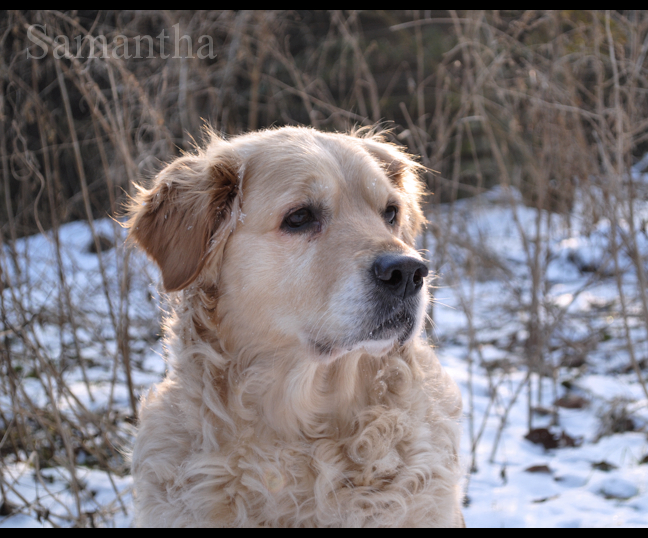 Golden retriever dog .