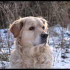 Golden retriever dog .